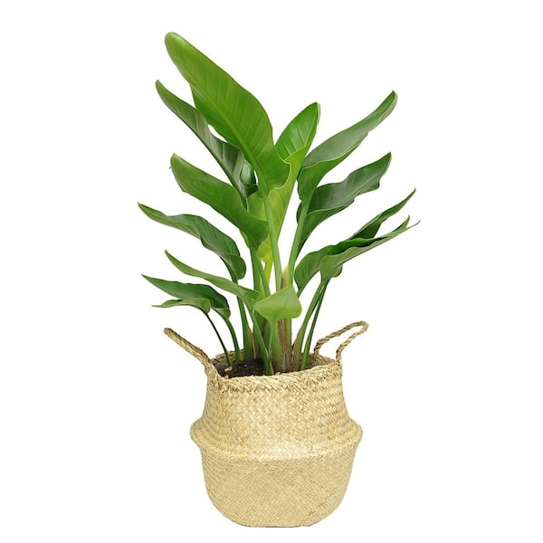 Costa Farms White Bird Indoor Plant in 9.25 Natural Décor Basket, Avg. Shipping Height 3-4 ft. Tall