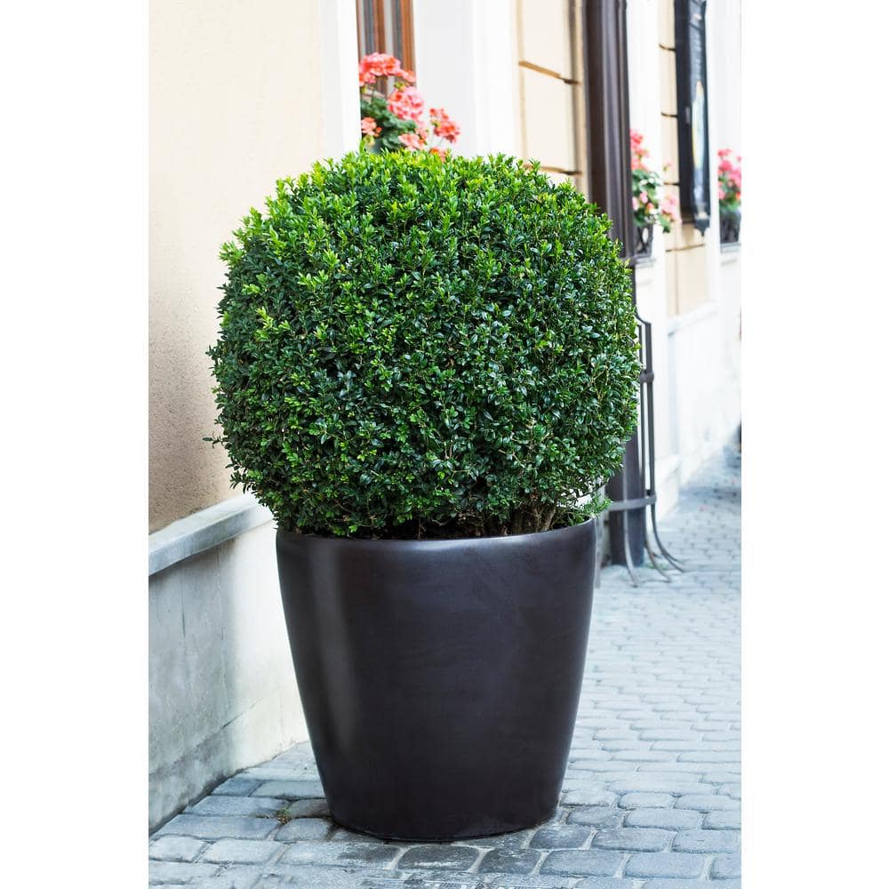 1 Gal. American Boxwood Shrub (2-Pack) price history on PriceWatchPro