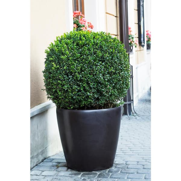 1 Gal. American Boxwood Shrub (2-Pack)