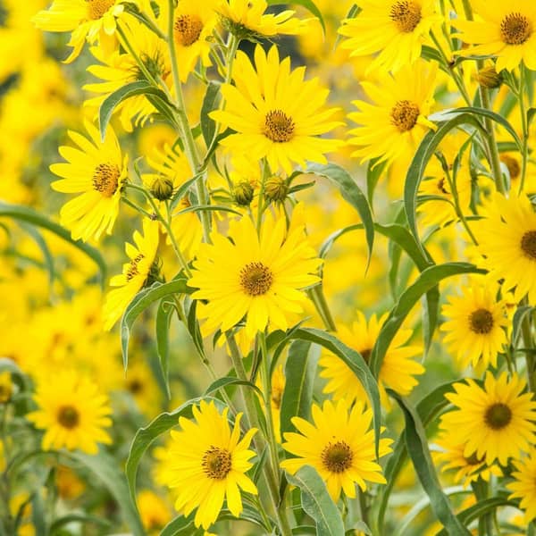 Maximillian Yellow Flowering Sunflower (Helianthus), Dormant Bare Root Perennial Starter Plants (3-Pack)