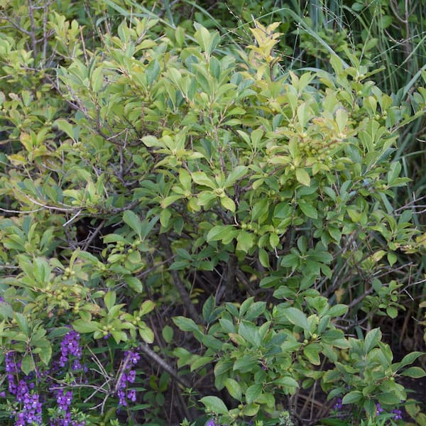 Spring Hill Nurseries Southern Gentleman Winterberry Dormant Bare Root Flowering Starter Shrub (1-Pack)