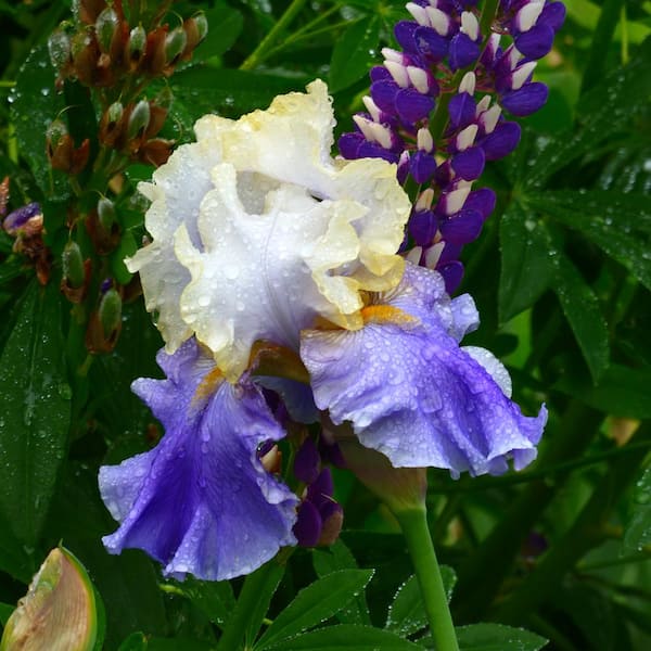 VAN ZYVERDEN 4 in. Bearded Iris 4 in. Liners Dream of You Starter Plants (Set of 3)