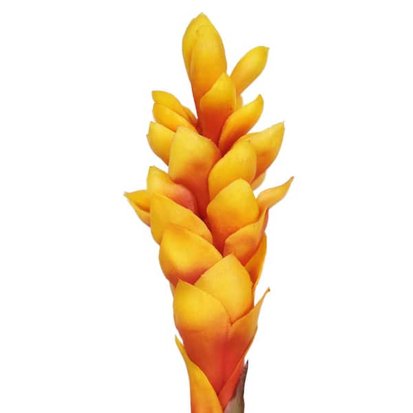 31 in. Real Touch Orange Artificial Ginger Flower Stem Tropical Spray (Set of 3)