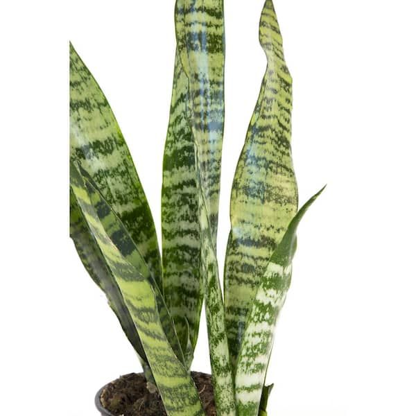 prayer plant indoor Prayer Plant (Maranta)  Living Art USA