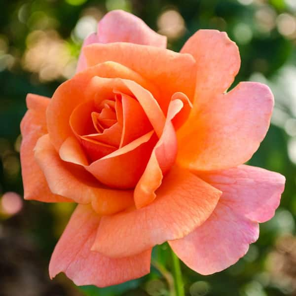 Spring Hill Nurseries Easy Does It Tree Rose, Dormant Bare Root Plant