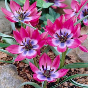 Tulips Bulbs Little Beauty (Set of 25)