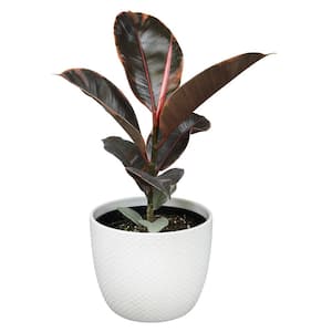 Ruby Red Rubber Tree (Ficus Elastica) Live House Plant in 6 in. White Textured Ceramic Pot