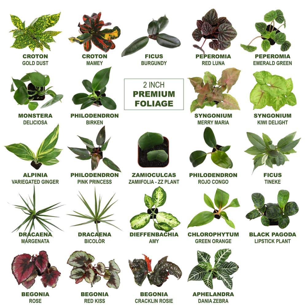 Premium Indoor Foliage Plants Variety Pack in Black Plastic Pots
