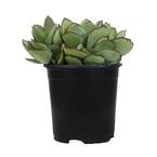 1 Gal. Cotyledon Mint Truffles Succulent Plant