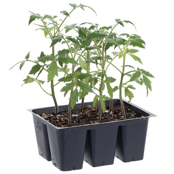 Bonnie Plants 1.19 qt. Bradley Heirloom Tomato Plant (6-Pack)