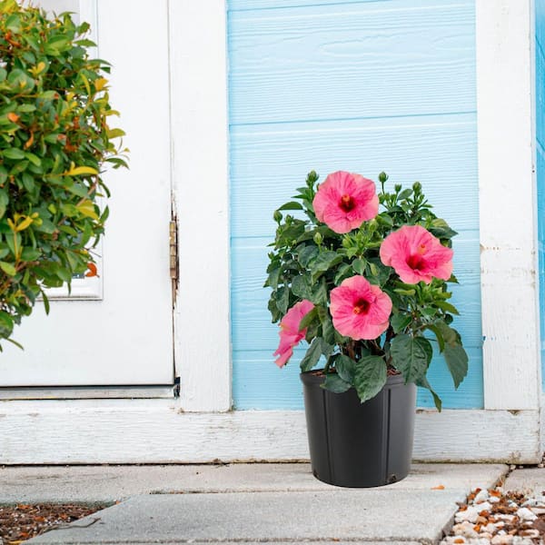 1G Hibiscus Premium Pink Patio Shrub in Deco Pot