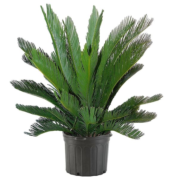 Unbranded 10 in. Sago Palm Tree with Feathery Bright Green Foliage
