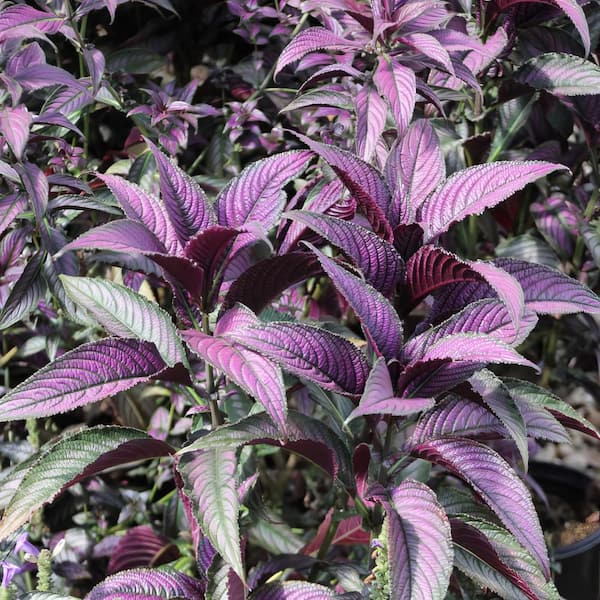 national PLANT NETWORK 4 in. Persian Shield Purple Bloom Strobilanthes Plant (3-Piece)