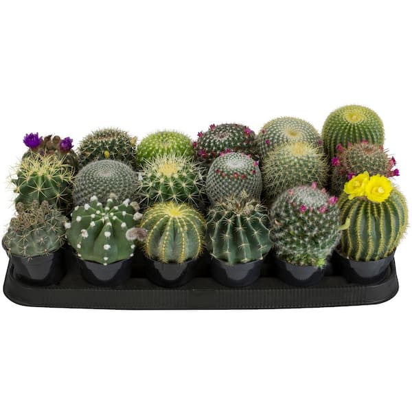 18-Pack Premium Cactus Assortment Plant Low-Maintenance and Drought Resistant 