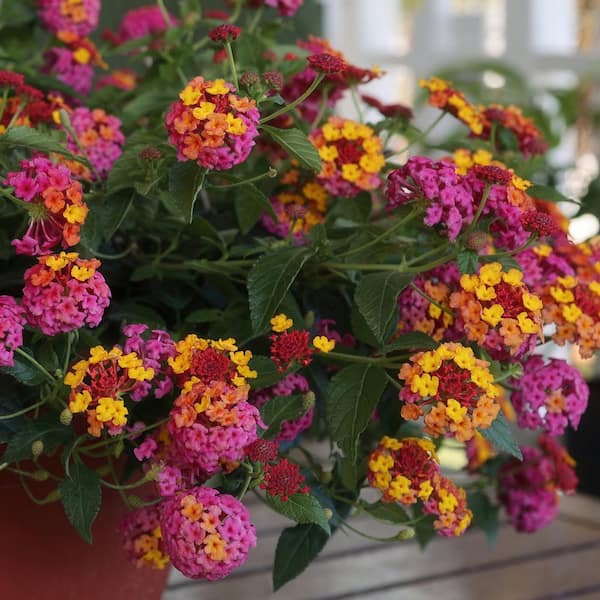 national PLANT NETWORK 2.5 in. Lantana Bloomify PassionFruit Plant