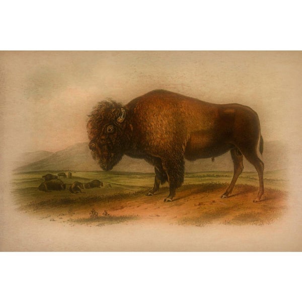VENICE BEACH Collections Western Bison in a Mood by Grotto Studios 1 Piece Unframed Graphic Print Abstract Poster Art Print 24 in. x 36 in.