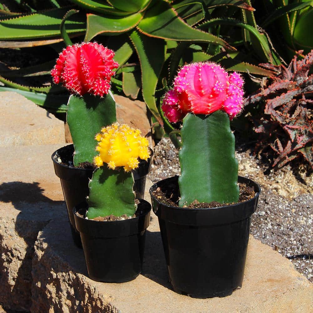 Multicolor Grafted Cactus Plants 3-Pack in 2.5-Inch Pots