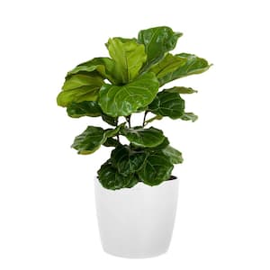 Fiddle Leaf Fig Ficus Lyrata Bush Live Indoor Outdoor Plant in 10 inch Premium Sustainable Ecopots Pure White Pot