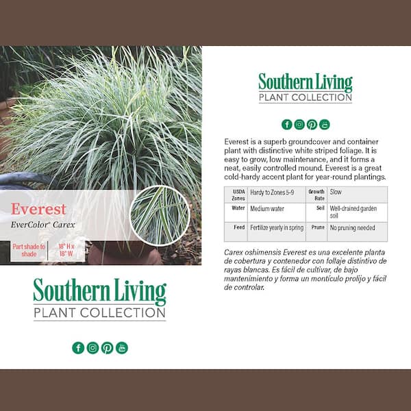 SOUTHERN LIVING 2 Gal. Everest Carex Ornamental Grass Plant in