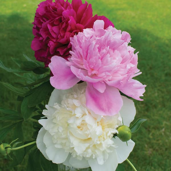 Unbranded Peony Blend Bulbs (3-Count)