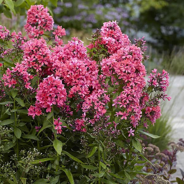 VAN ZYVERDEN Tall Phlox Paniculata Cleopatra Set of 3 Roots