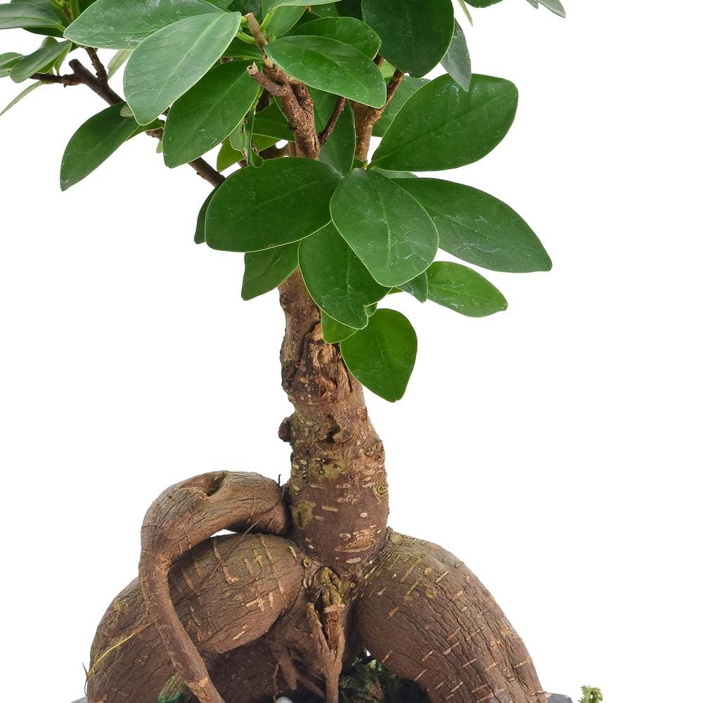 Ginseng Ficus Bonsai in Black Speckled Ceramic Planter