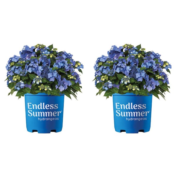 1 Gal. Pop Star Reblooming Hydrangea Flowering Shrub Plant with Electric Blue or Pink Lacecap Flowers (2-Pack)