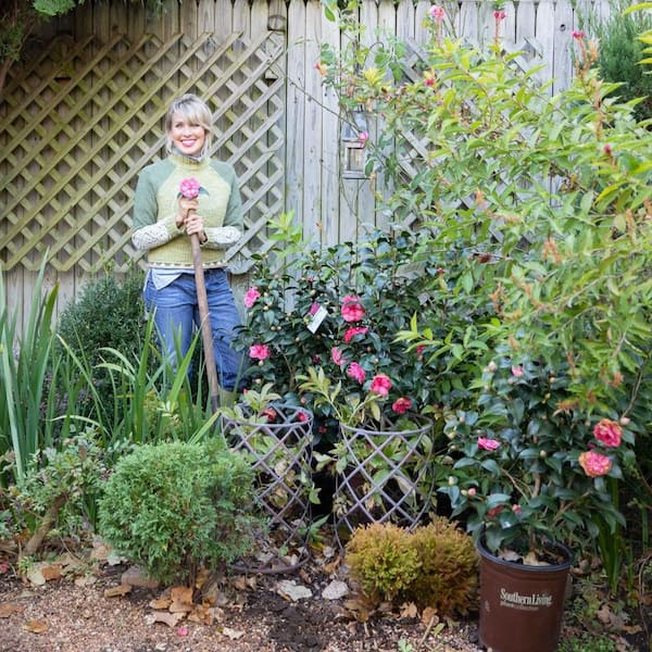 SOUTHERN LIVING 2 Gal. Early Wonder Camellia with Formal Pink