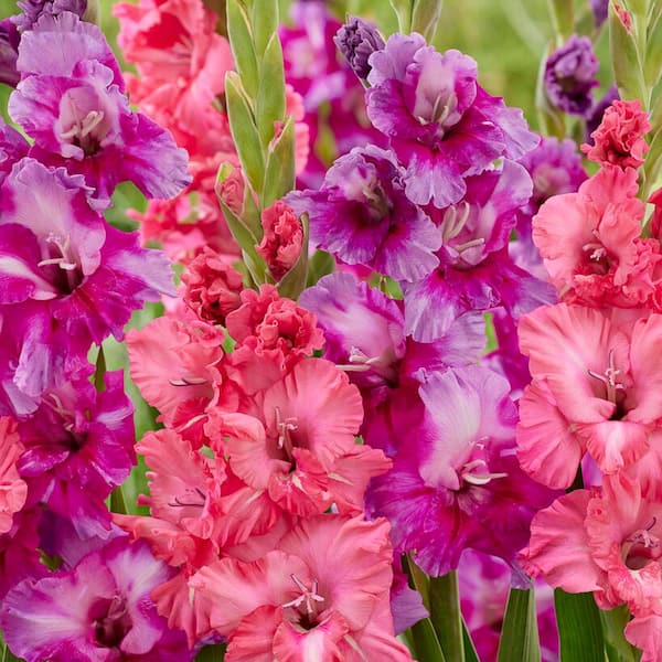 VAN ZYVERDEN Van Zyverden Gladiolus Royal Radiance Blend Set of 15 Bulbs