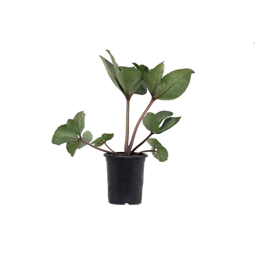 1.0 qt. Hellebore Frostkiss Moondance Perennial Plant With White Flowers - 