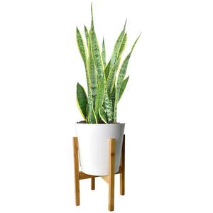 Grower's Choice Snake (Sansevieria) Plant in 10 in. White Cylinder Pot and Stand