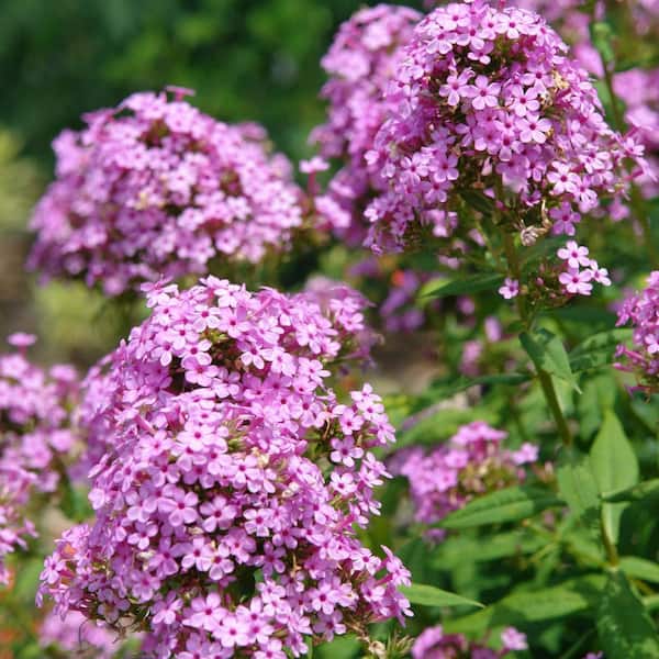 Jeana Tall Garden Phlox Flowering Perennial Starter Plant (1-Pack)