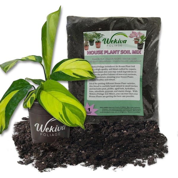 mini terrarium plants for sale Assorted Foliage