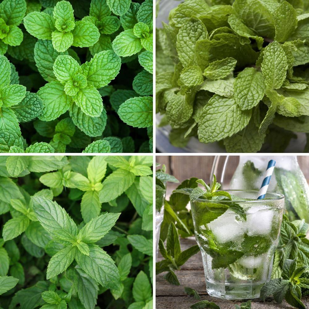 National Plant Network 4 in. Edible Mint Herb Garden