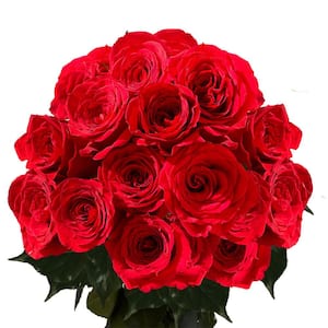 24 Stems - Fresh Cut Red Roses (2-Dozen)