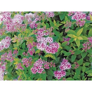 2 Gal. Strawberry Frosted Spirea (Spiraea) Live Shrub with Long Blooming Pink Flowers