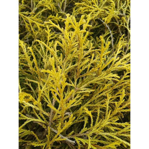 Vigoro 2 Gal. Paul's Gold (False Cypress) Chamaecyparis Live Evergreen Shrub with Yellow Foliage