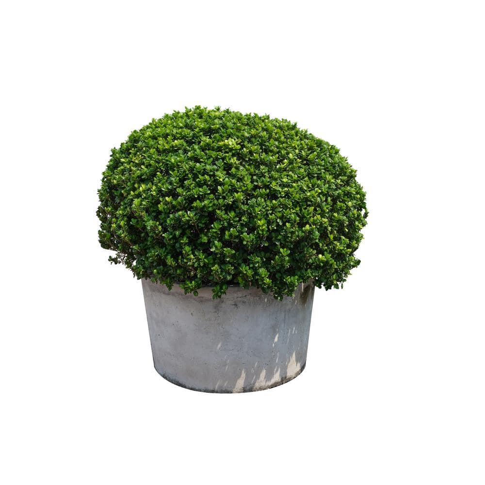 1 Gal. Green Mountain Boxwood Shrub (2-Pack) price history on PriceWatchPro