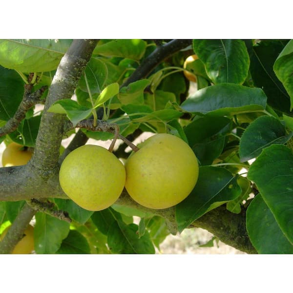 Kikisui Asian Pear Tree with Delicate Sweet and Floral Flavor (3 ft. and 2 Years Od)