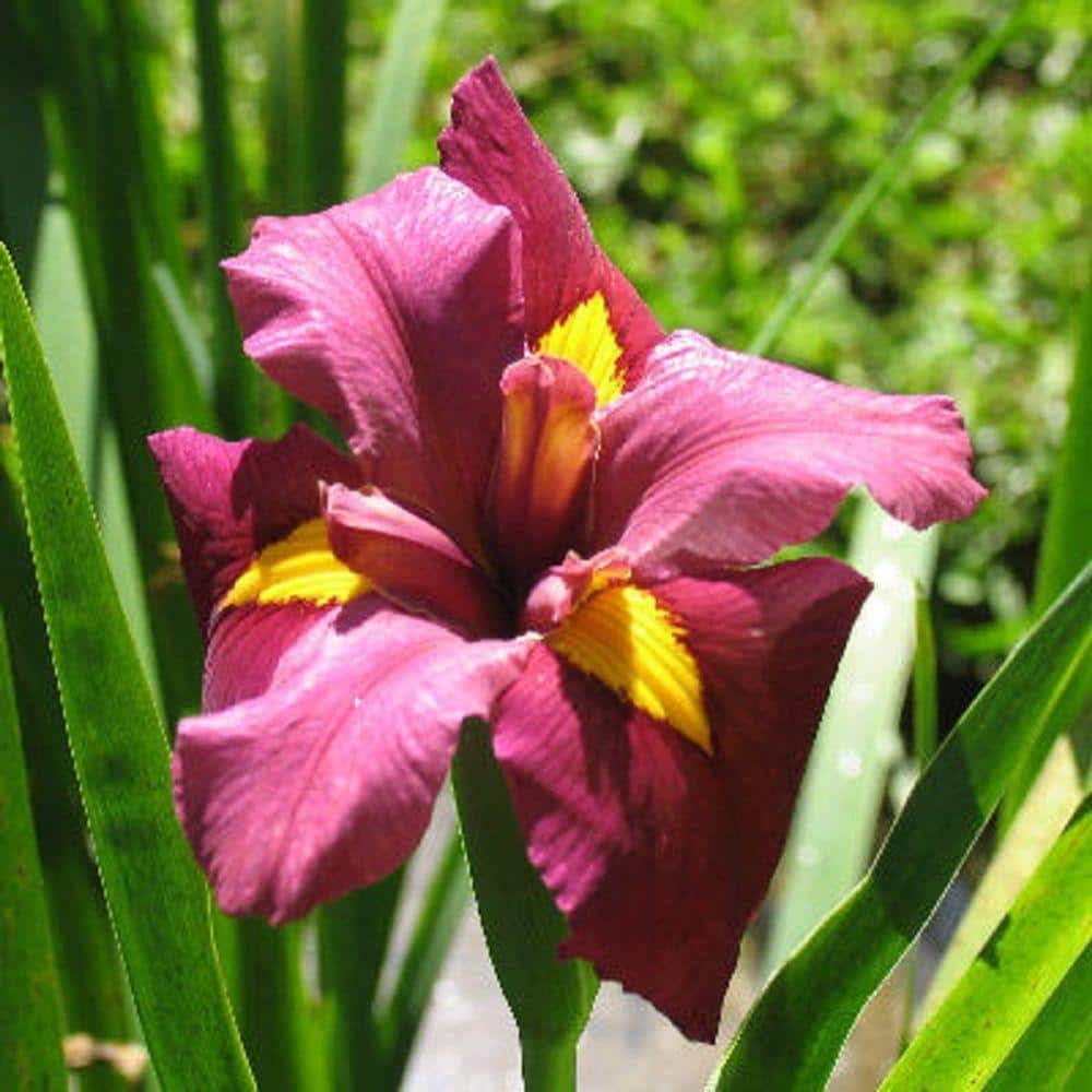 4 in. Potted Red Louisiana Iris-James Dickenson Aquatic Bog/Marginal Pond P