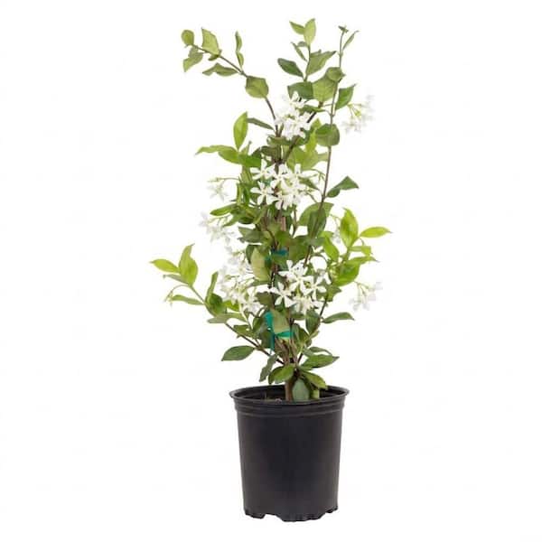 2.5 qt. Confederate Jasmine (Star Jasmine) Live Vine Plant with White Fragrant Blooms