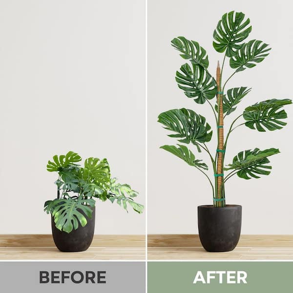 philodendron pastazanum Philodendron Pastazanum | Buy Green Plants Online main image 0