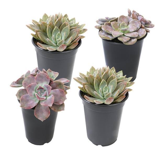 sundream succulents Sedum Minor: A Unique and Easy-Care Succulent With A Touch of Elegance 2 inch / Bamboo Pot by Succulents Box main image 0