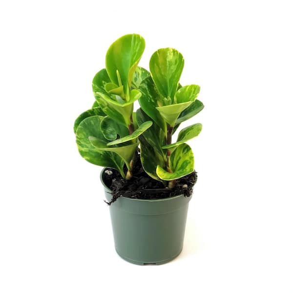national PLANT NETWORK 4 in. Peperomia Marble Plant in Grower Containers (3-Pack)