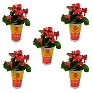 qt. Big Begonia Green Leaf Annual Plant with Red Flowers (5 - Pack)