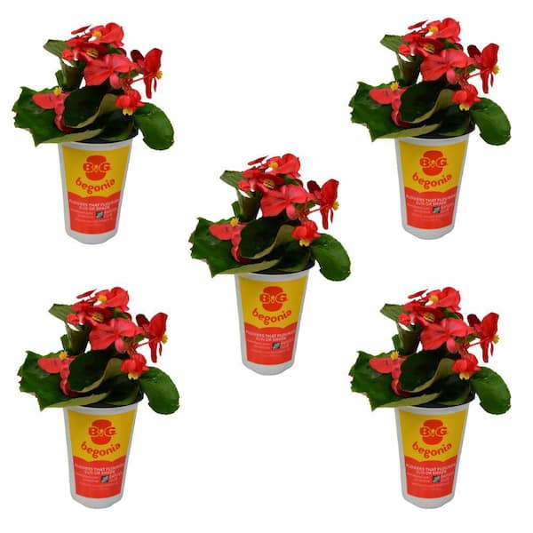 MASTERPIECE FLOWER COMPANY qt. Big Begonia Green Leaf Annual Plant with Red Flowers (5 - Pack)