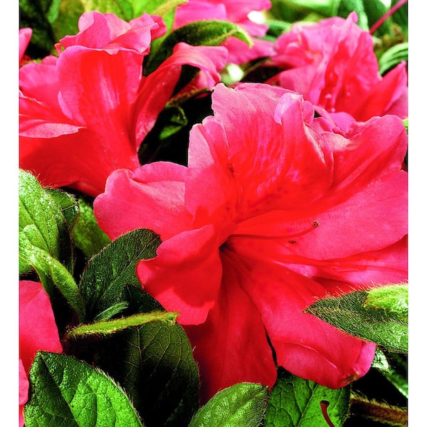 ENCORE AZALEA 2 Gal. Autumn Monarch Azalea Bush with Reblooming Orange-Pink Flowers - Low-Maintenance Evergreen Shrub