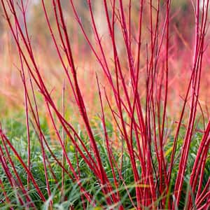 4 in. Pot, Cardinal Red Twig Dogwood (Cornus), Live Deciduous Flowering Shrub (1-Pack)