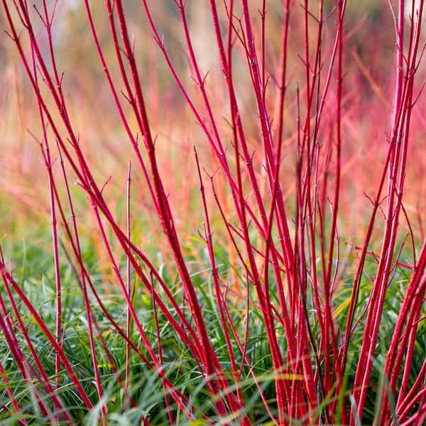 Gardens Alive! 4 in. Pot, Cardinal Red Twig Dogwood Cornus, Deciduous Flowering Shrub (1-Pack)