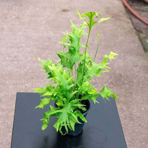 Wekiva Foliage Hawaiian Sunshine Fern-5 Live Plants in 4 in. Grower's Pots-Phymatosorus Scolopendria-Home Office Or Garden Space